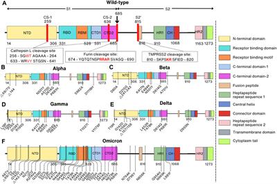 Structural understanding of SARS-CoV-2 virus entry to host cells